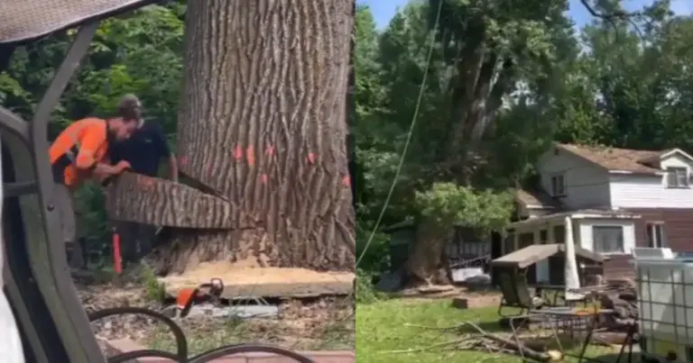 WOW: Gigantische boom kappen naast huis gaat helemaal MIS! (fails)