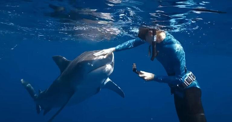 ‘Shark Whisperer’: hoe één vrouw het opneemt voor ’s werelds meest gevreesde dier