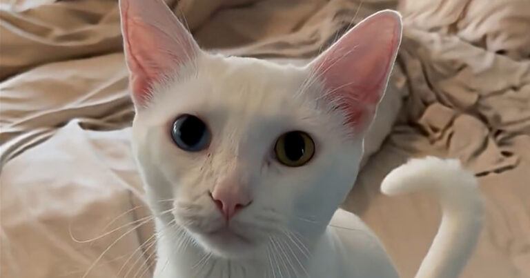 Baasje vraagt kat om ‘mama’ te zeggen. En ze doet het gewoon! (video)