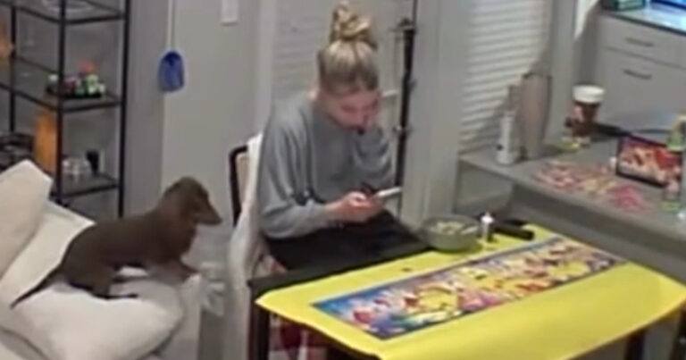 Vrouw heeft puzzel van 750 stukjes bijna af, maar dan gooit hond roet in het eten (video)