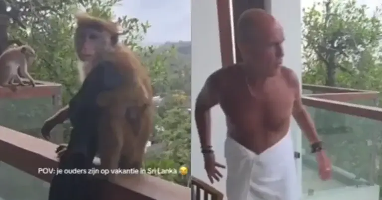 Aapjes plunderen terras van Nederlandse toeristen: “Niet de zwembroek!” (video)