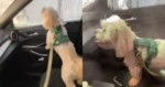 Hondje is iéts te actief tijdens carwash. Resultaat? KLETSNAT! (fails)