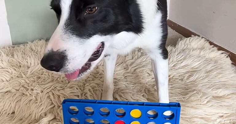 STRAF! Hond speelt ‘Vier op een rij’. En hij wint! (video)