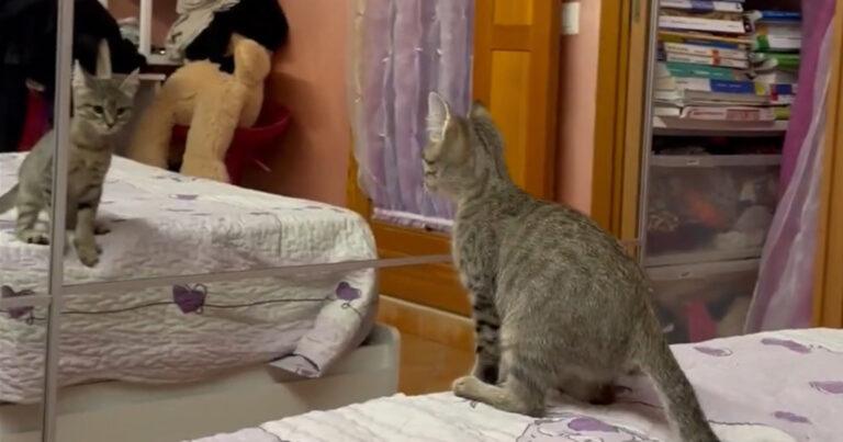 Kitten ziet zichzelf in spiegel. Raad eens wat ze doet? (video)