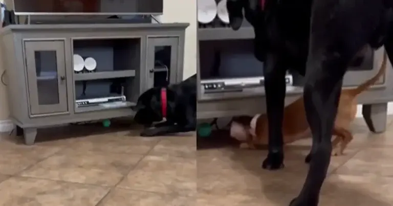 SCHATTIG: Bal van hond zit vast onder de kast. Maar dan grijpt kleine vriend in! (video)