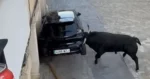 STRAF: Woeste stier sloopt geparkeerde wagen (video)