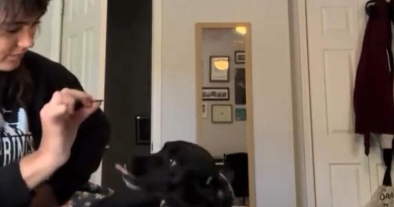 Baasje confronteert hond met kapotte haarspeld. Haar reactie? HILARISCH! (video)