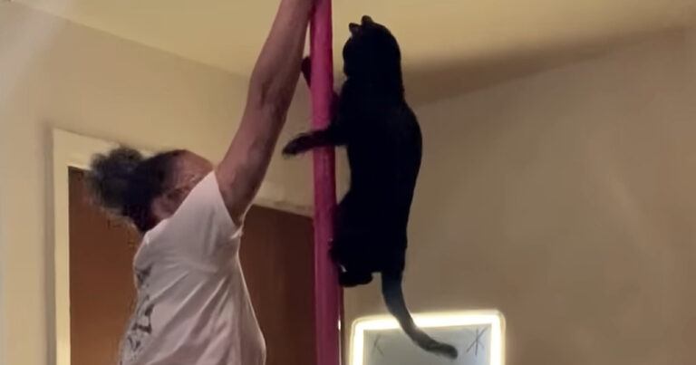 Kat steelt de show door te paaldansen: “Dit is zo cool!” (video)