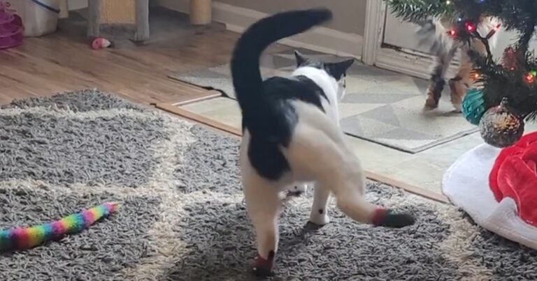 Kerstsokjes voor de kat? Dat was duidelijk geen goed idee (video)