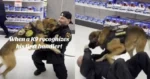 Stoere politiehond passeert plots zijn oude baasje. En dan? TE SCHATTIG! (video)