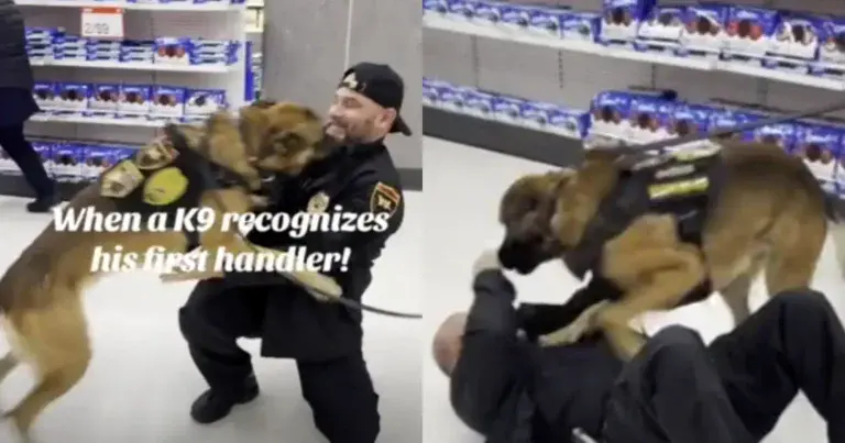 Stoere politiehond passeert plots zijn oude baasje. En dan? TE SCHATTIG! (video)
