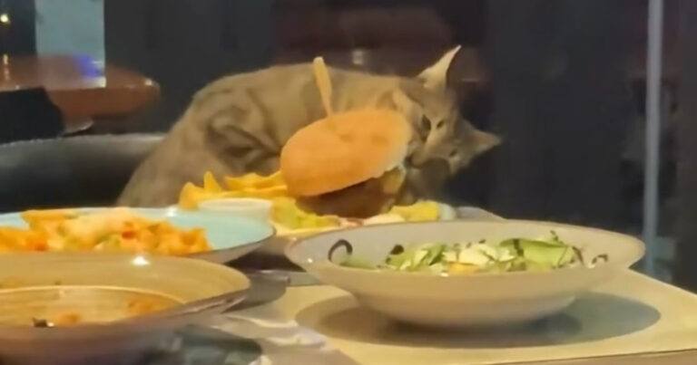Slimme kat steelt hamburger in restaurant: “Purrfect!” (video)