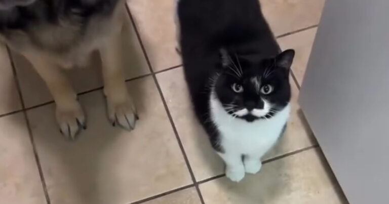 Kat hoort baasje blik openen, maar zijn teleurstelling is zichtbaar groot (video)