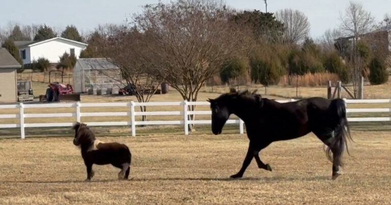 Klein paard schrikt zo hard dat hij even de lucht in schiet: “Schattig!” (video)