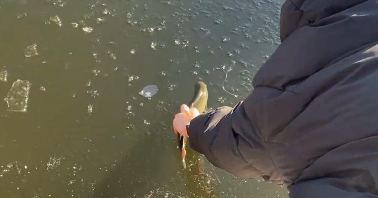 IJskoude les: vis grijpen loopt niet zoals gepland (video)