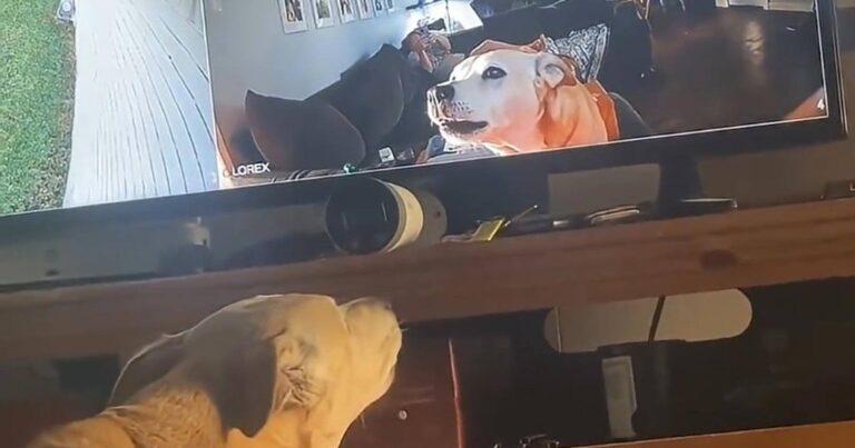 HILARISCH! Hond maakt ruzie met… zichzelf! (video)