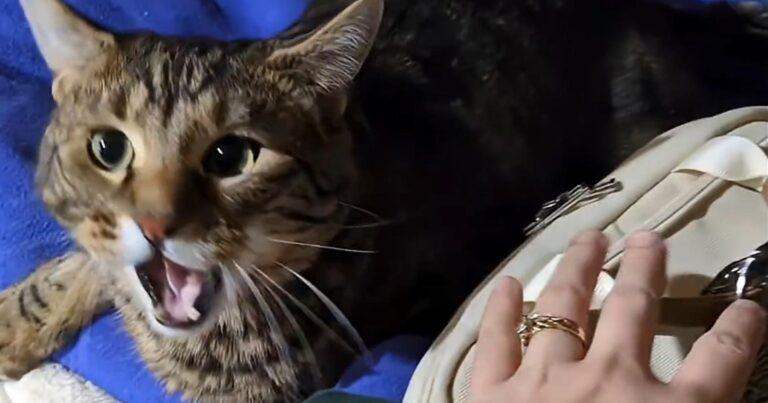 Kat laat baasje niet vertrekken naar het werk: “Zo schattig!” (video)