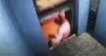 WOW: Man in lift mag van héél veel geluk spreken! (video)