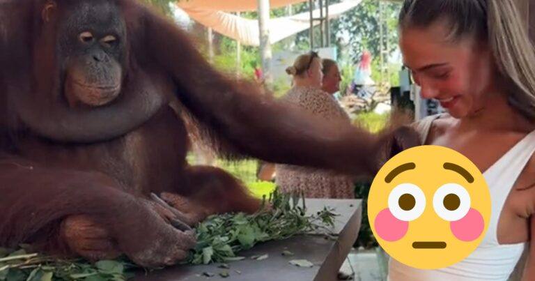 Orang-oetan knijpt in borst van toeriste: “Dat meen je niet!” (video)