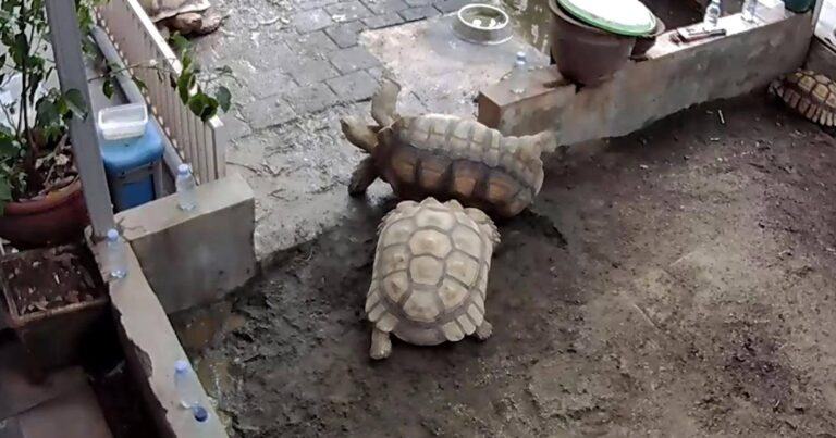 Schildpad duwt vriendje om, maar helpt hem gelukkig weer recht (video)