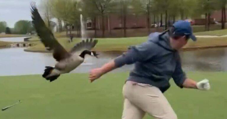 Gans heeft het gehad met golfers en valt hen aan: “Heerlijk!” (video)