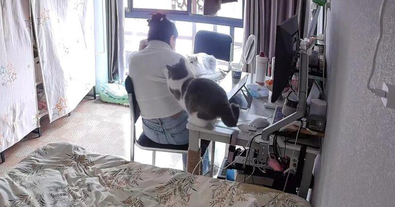 Kat trekt baasje van haar stoel: “Hij moet gaan worstelen!” (video)