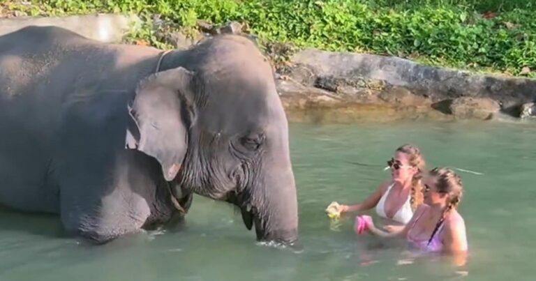 Dames baden met olifant, maar dan doet hij DIT! (video)