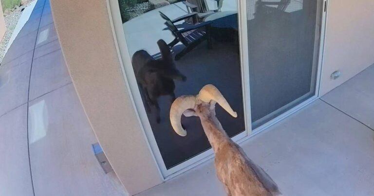 OH NEE! Dikhoornschaap ziet zijn spiegelbeeld in glazen deur… en twijfelt niet! (video)