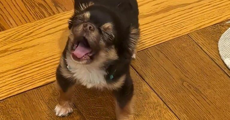 Chihuahua smeekt om koekje, al helpt zijn hilarische gekrijs niet! (video)