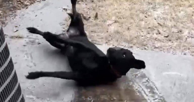 Hond rent enthousiast naar buiten, maar maakt hilarische uitschuiver (video)