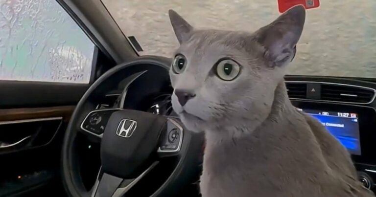 Kat gaat voor het eerst mee door de carwash… en reageert héérlijk droog (video)