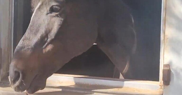 Paard toont zijn mooiste glimlach aan baasje: “Wat een schatje!” (video)