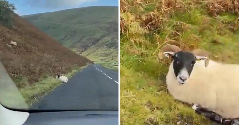 Bestuurder vraagt schaap om opzij te gaan… en het luistert nog ook! (video)