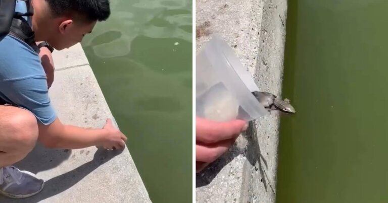 Kerel laat schildpadje vrij in het water, maar dan… (video)