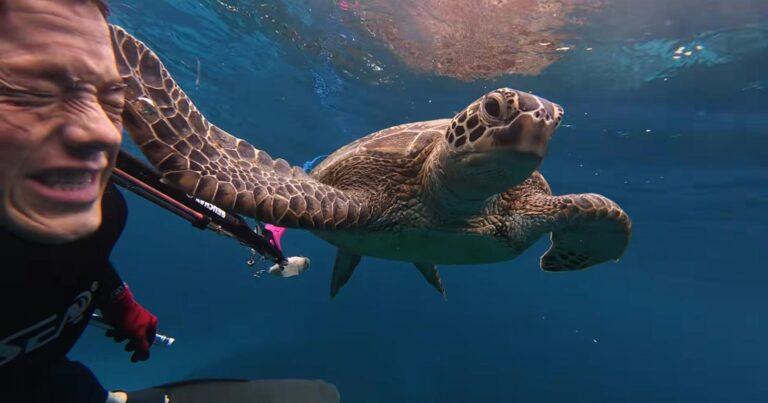 Duiker krijgt klap van zeeschildpad: “Nog nooit meegemaakt” (video)