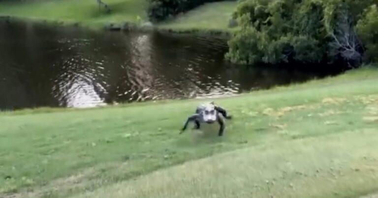 Man is eerst niet bang van jonge alligator, tot die op hem afstormt… (video)
