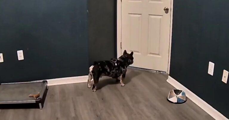 Baasje doet deur dicht, maar hond is daar absoluut niet mee opgezet! (video)