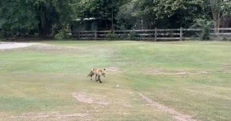 Vos nodigt zichzelf uit en gaat met golfbal lopen: “Jij smeerlap!” (video)