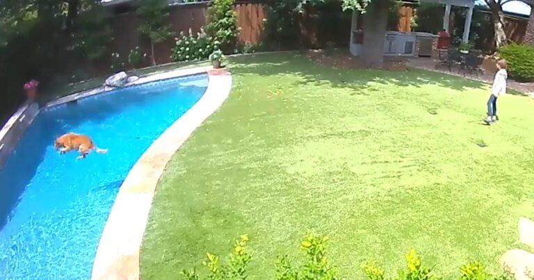 Hond vraagt aandacht van baasje om zijn spectaculaire duik te tonen (video)