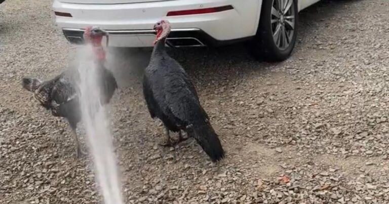 Vrouw probeert kalkoenen weg te jagen met water. Werkt het? (video)