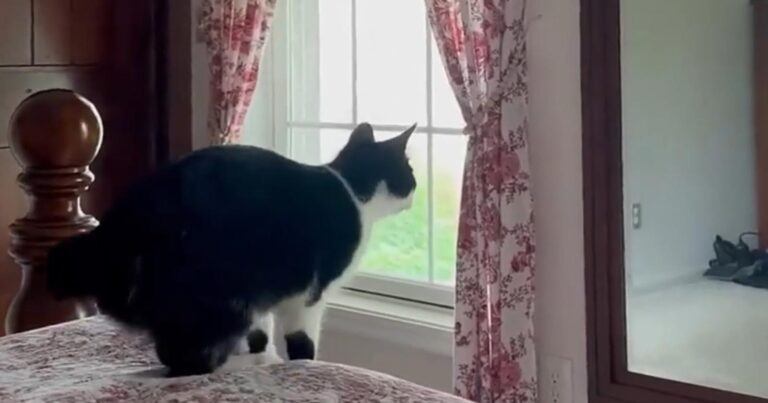 Kat ziet zichzelf in spiegel en neemt niet zo’n slimme beslissing (video)