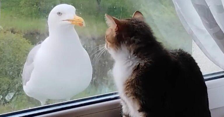 Meeuw zoekt ruzie met kat, maar gelukkig staat er nog een venster tussen… (video)