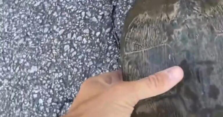 Man raapt schildpad op, maar dan gebeurt DIT! (video)