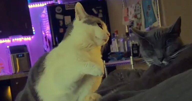 Kat ligt rustig te slapen, maar vriendje heeft andere plannen… (video)