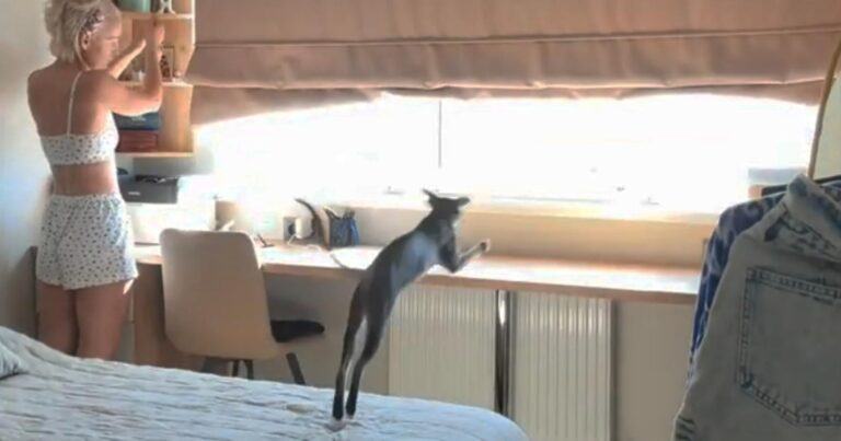 Onhandige kat misrekent zich compleet bij sprong (video)