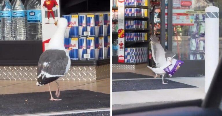 HILARISCH! Meeuw wandelt doodleuk winkel binnen en steelt een snack (video)