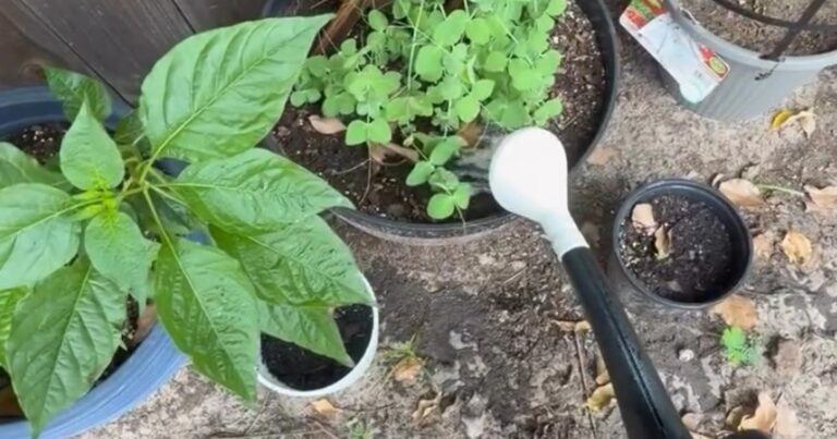 Vrouw krijgt de schrik van haar leven terwijl ze haar plantjes water geeft (video)