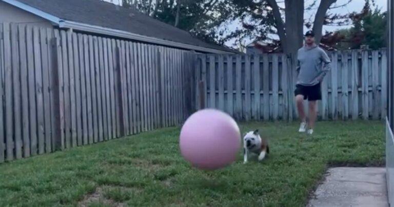 Hond rent enthousiast achter bal aan, maar vuurkorf is pijnlijke spelbreker (video)
