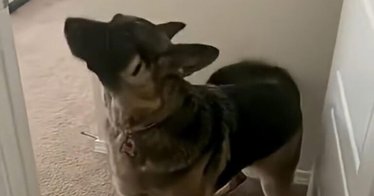 Ondeugende hond wordt naar haar kamer gestuurd, maar haar reactie is HILARISCH! (video)