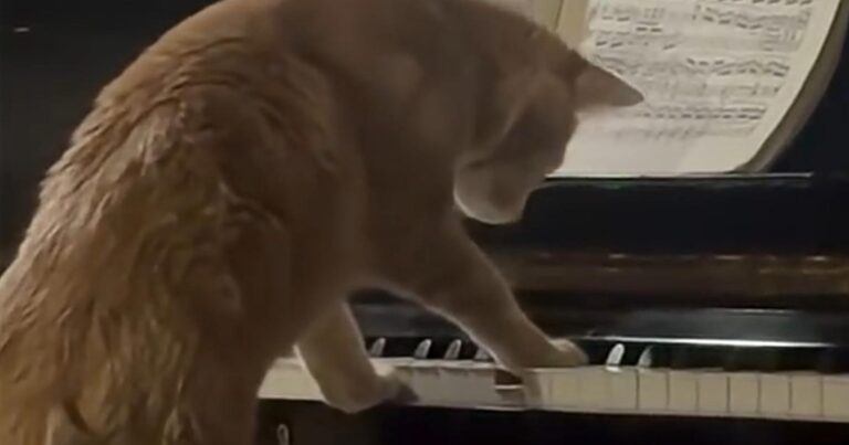 Kat probeert piano te spelen en doet dat verrassend goed (video)